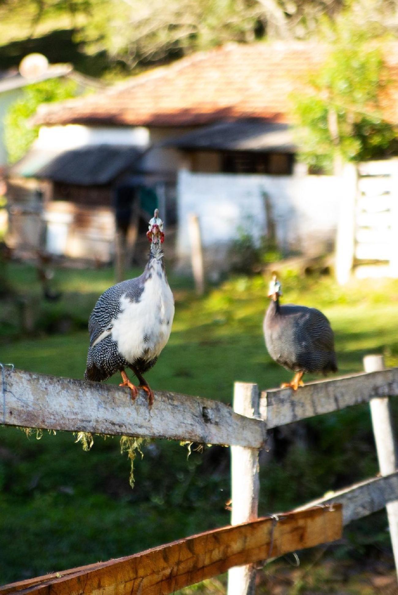 Chales Vinhas Da Harmonia L Pousada Em Cunha Sp Exterior foto